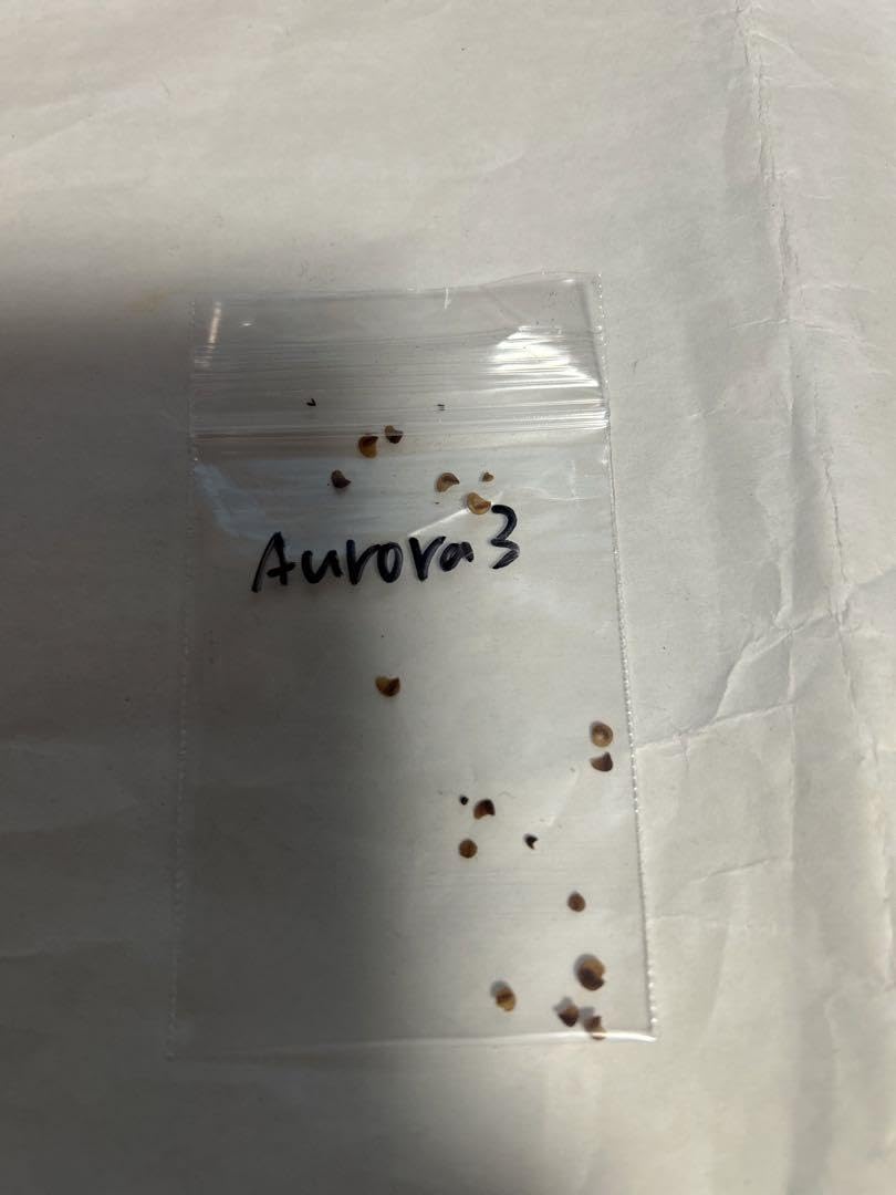 斑入り 原種 野生株 ディッキア オーロラ Dyckia Aurola ⑵ 種子 斑入り 原種 野生株 ディッキア オーロラ Dyckia Aurola ⑶